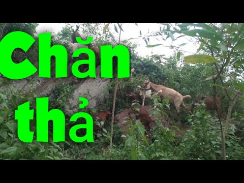 Kỹ thuật nuôi dê. Nuôi dê chăn thả- lợi và hại.