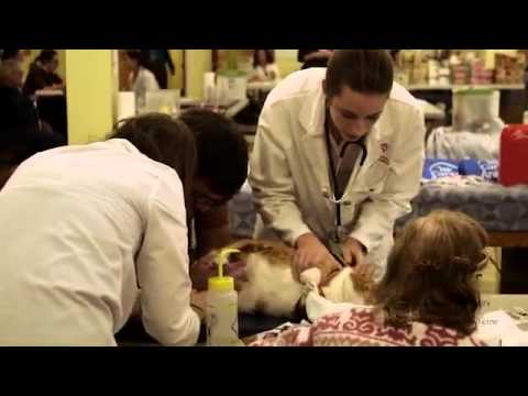 Cornell Vet Students Participate in "Our Oath In Action Day"