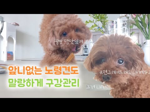 닥터뮨 쿠앙 말랑스틱 산양유