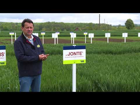 Saaten-Union: Winterweizen SU JONTE, Vertriebsberater Friedhelm Simon, Standort Leopoldshöhe
