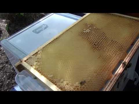 Enkel drottningodling med T metoden