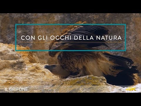 CON GLI OCCHI DELLA NATURA - IL GRIFONE 4K