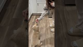 Download lagu puppy night routine 🥹🤍 golden retriever puppy first bath 😭🐾 #puppylife #nightroutine mp3