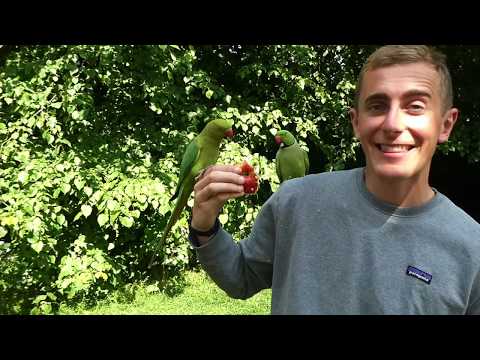 Urban Parakeets - Friend or Foe?