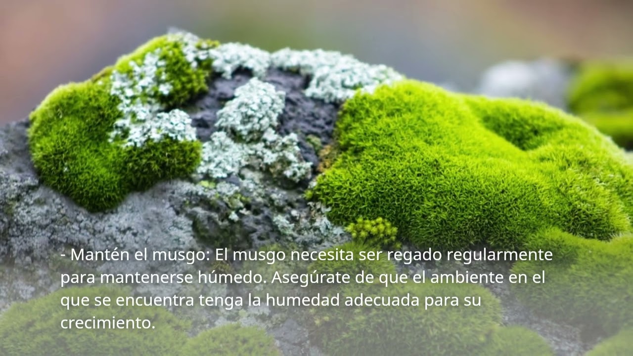Como cultivar musgo en casa en 4 pasos simples