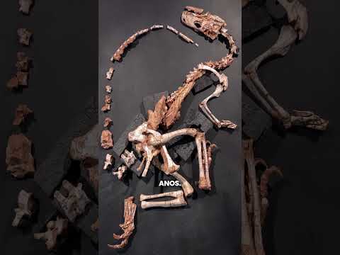 O Dinossauro Predador que Viveu no Brasil Há 233 Milhões de Anos