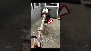 Download lagu Burung Bangkai Penghancur Tulang! Fakta Pencernaannya Bikin Merinding #faktaunik #hewanliar #sorts mp3