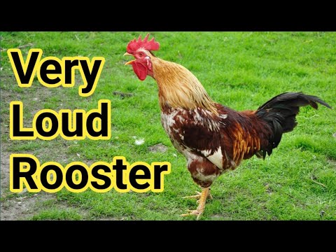 Top 10 Rooster Crowing Compilation Plus - Rooster crowing sounds Effect 2024