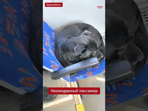 🐶🚌 В городском автобусе Барановичей заметили необычного пассажира