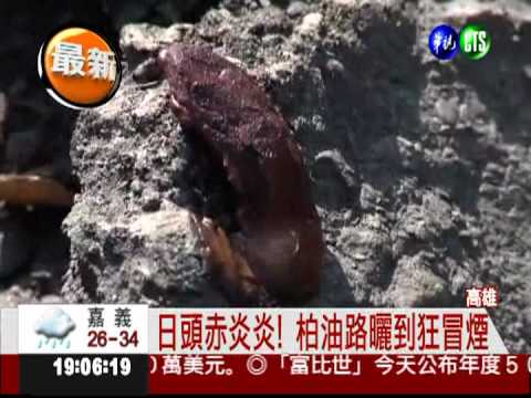 路熱到熔化! 養工處修路滿街跑