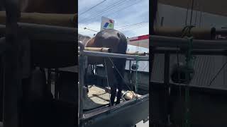 Download lagu Ada kuda naik mobil di yogyakarta #shorts #wisatayogyakarta #kuda mp3