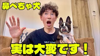 【初心者必見】鼻ぺちゃ犬を飼う前に絶対知ってほしい注意点