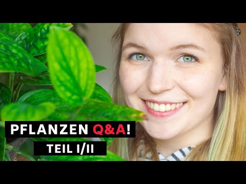 Pflanzen Q&A - Ich beantworte eure Fragen zum Thema Zimmerpflanzen und co. ! (Teil 1/2)
