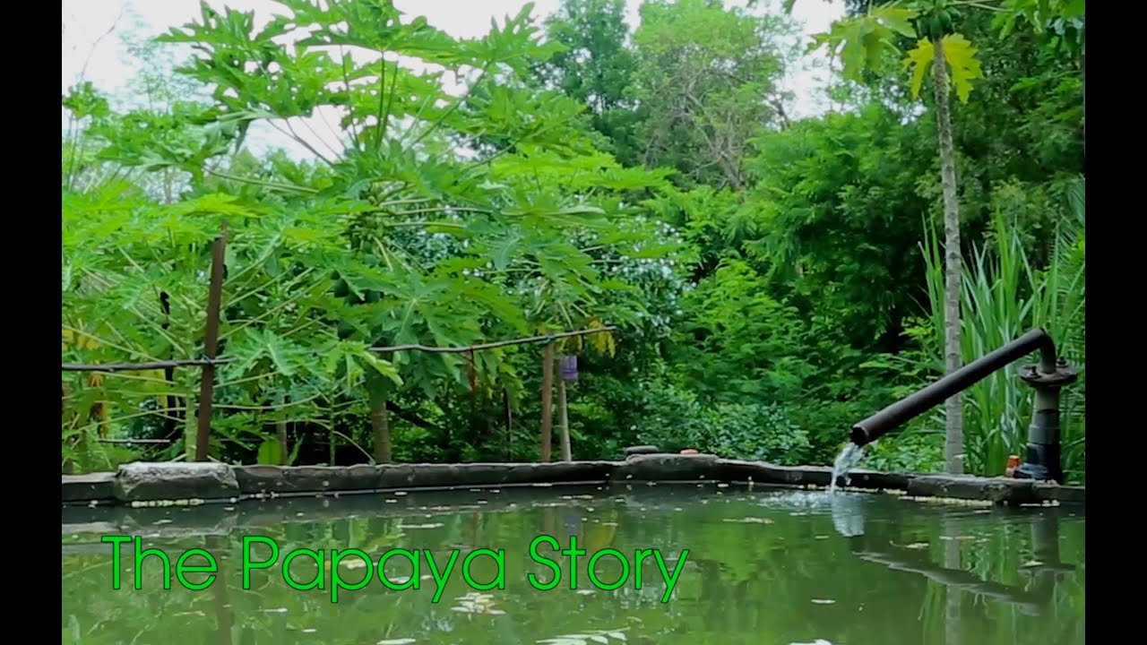 Vanya Organic - The Papaya Story