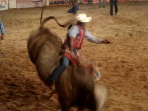 Porquinho - Douradina 2010