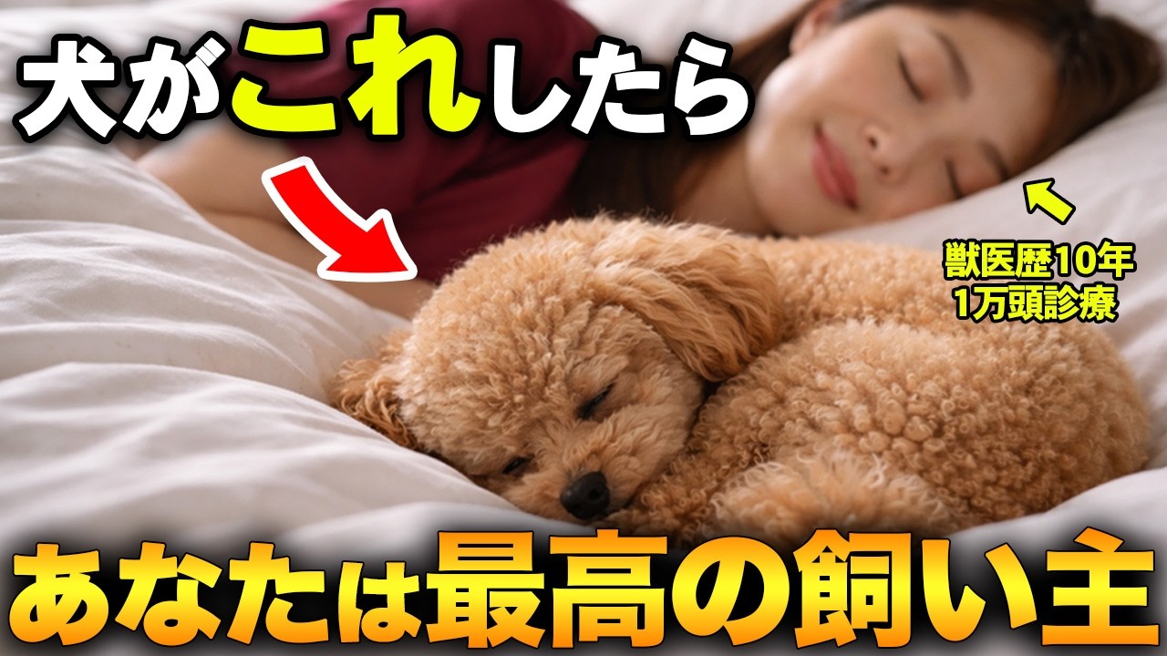 【これされたら特別】犬が心の底から好きな人にだけ見せる仕草10選