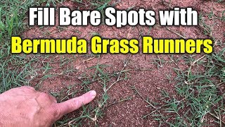 Fix Bare Spots Bermuda Grass with Runners