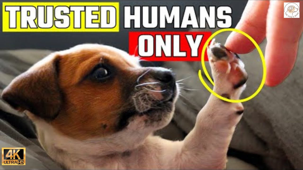 Canine Supine Posture Signals Security and Thermoregulation Needs