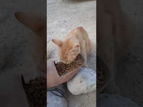 Another compilation feeding time❤#straycat #cat #catlover #cutecat #