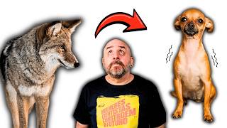 ACHARAM DNA DE COIOTE... NO CHIHUAHUA???