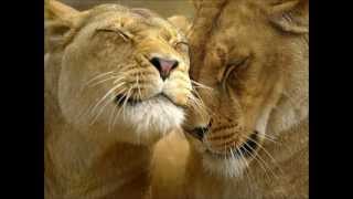 Afghan Whigs - My curse