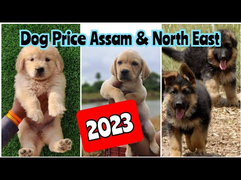 Daily Dog Price Update ! Dog Price in Assam and North East ! Dog Price update in 2023