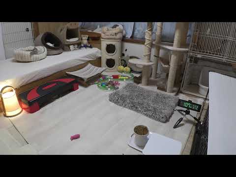 youtube-動物記事1970/01/01 09:00:00