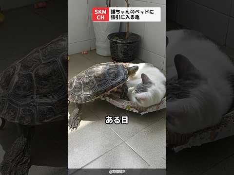 A turtle tries to force its way into a cat's bed