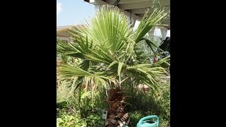 preview picture of video 'Wachsende Washingtonia robusta'