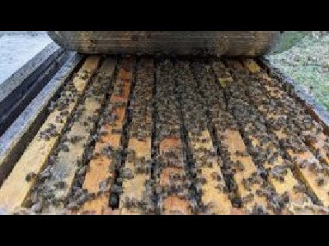 APRIL 6TH 2024 Spring Live Bee Chat!