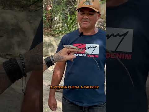 As Lendas Sobre o Papa Vento #biologohenrique #richardrasmussen #animais #shortsbrasil #curiosidades