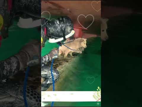 Propeller Puppy Rescue. #dogrescue #doglife #doglove