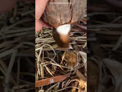 cute hamster 🐹🤯 #facts #telugu #shorts #shortvideo #shortsfeed #viral