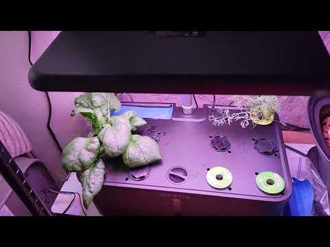 MUFGA hydroponic 12 pod system (aerogarden inexpensive substitute?). Growing Kale, spinach and dill.