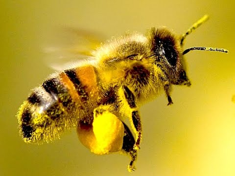 4 Easy Ways to Save the Bees