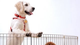 Puppy's First Night Home | Puppy Care