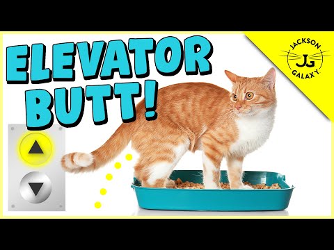 YouTube video about: Why do cats pee down drains?
