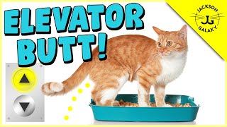 Why Do Cats Pee Outside of the Litter Box?