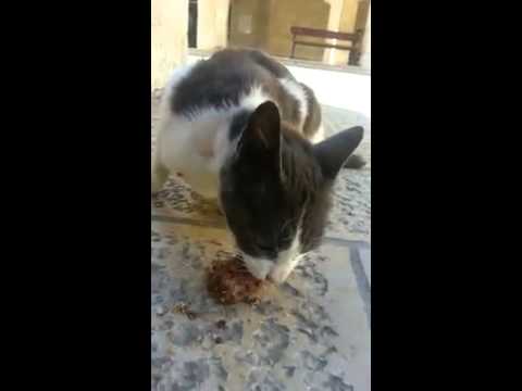 Cat eat chocolate,Najah National University nablus Palestine , قطه جامعية