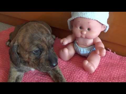 download lagu mp3 mp4 Omas Puppies, download lagu Omas Puppies gratis, unduh video klip Omas Puppies