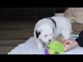 Portuguese Water Dog dogs for sale: Callie - Video 1