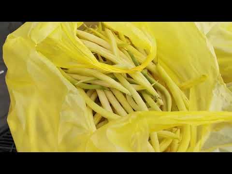 Aktualne ceny fasolki - rynek Bronisze (14.06.2022 r)