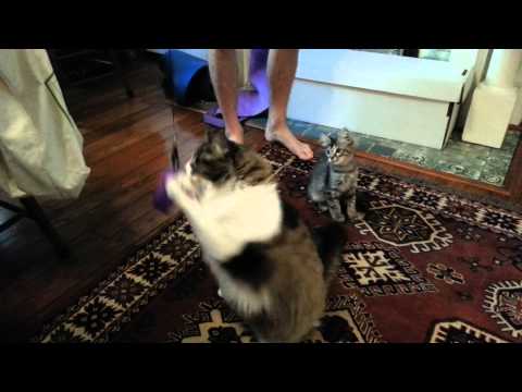 Oy and Roslin vs. the Feather