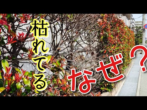 メドラー「レッドロビン」 植物