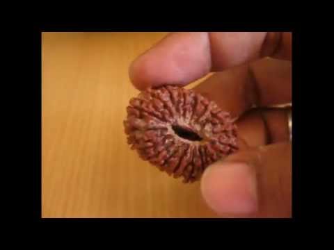 17 Face Rudraksha