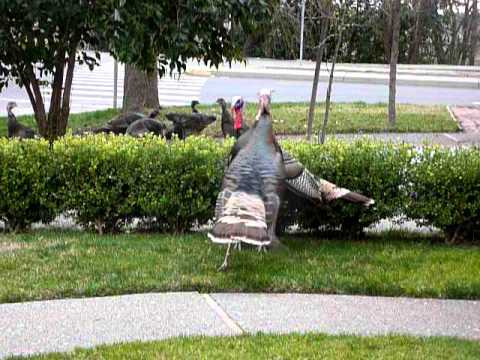 Turkey fight on Amapola Drive