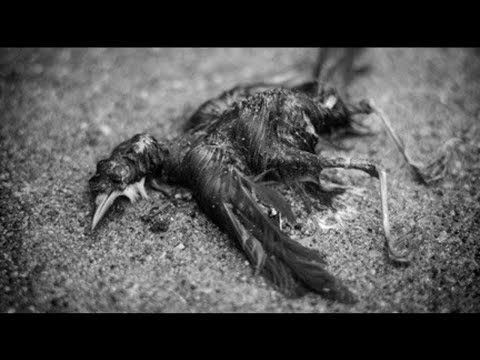 ᑡlepsydra - Embers