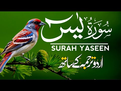 Surah Yaseen | Surah Yaseen With Urdu Translation | Episode - 160