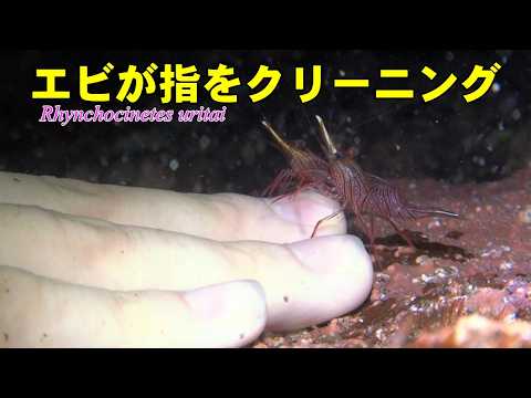 手をクリーニングするサラサエビ