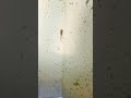 Yellow Tuxedo Fries Updation Sale Fish Birds Dogs